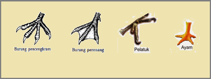 Detail Bentuk Kaki Hewan Nomer 15