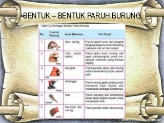 Detail Bentuk Kaki Hewan Nomer 34