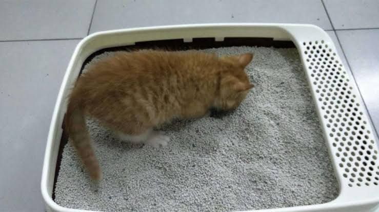 Detail Bentuk Kotoran Kucing Nomer 44