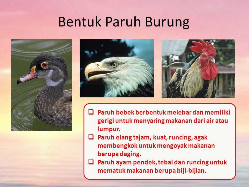 Detail Bentuk Paruh Bebek Nomer 45