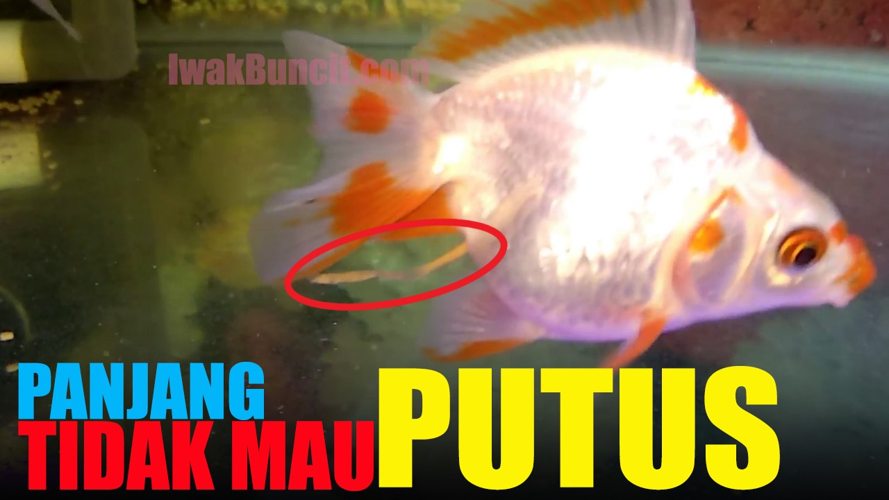 Detail Bentuk Telur Ikan Mas Nomer 20