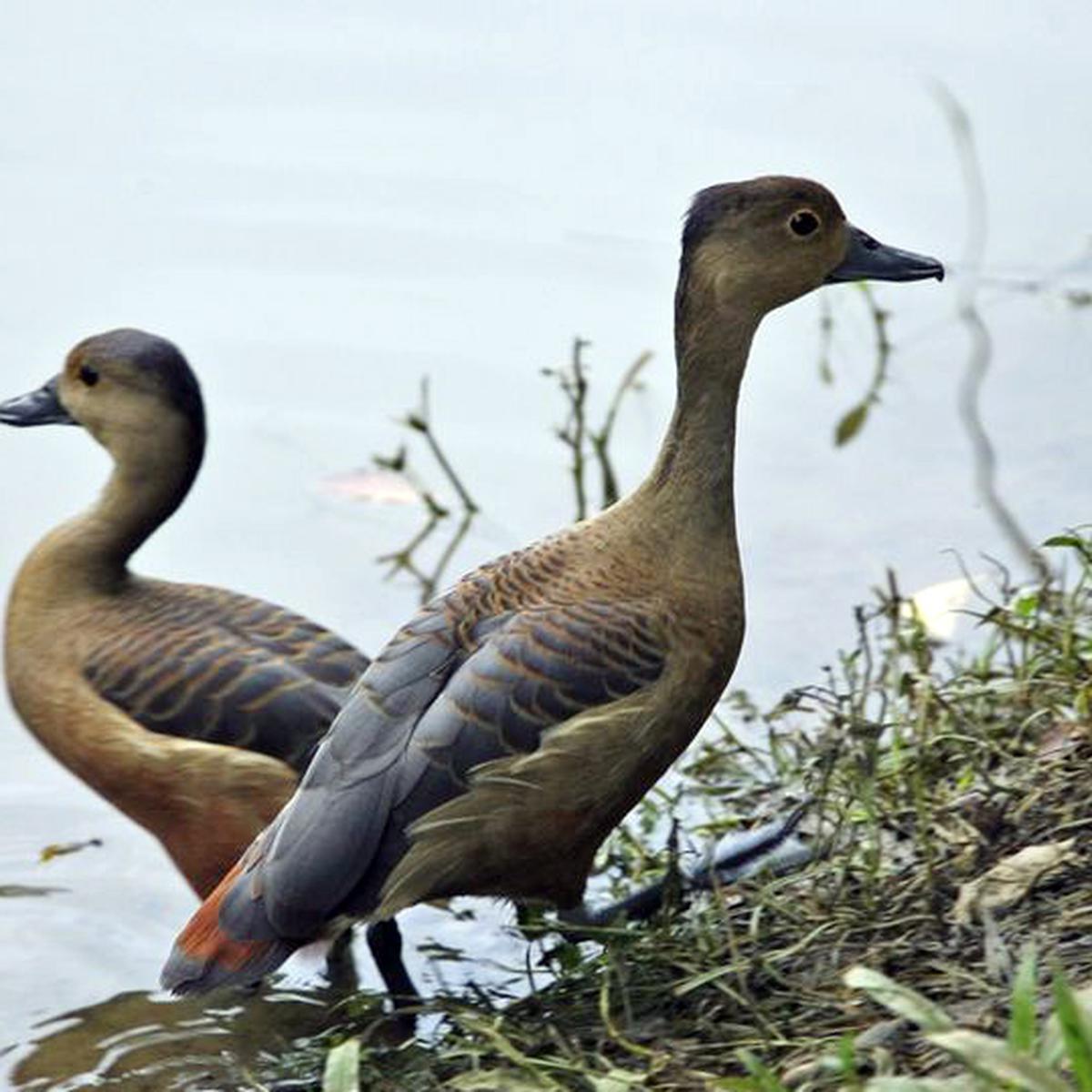 Detail Berburu Burung Belibis Nomer 11