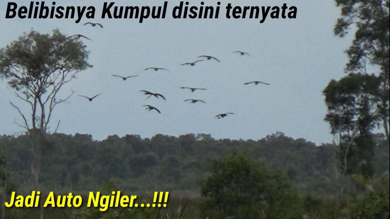 Detail Berburu Burung Belibis Nomer 25