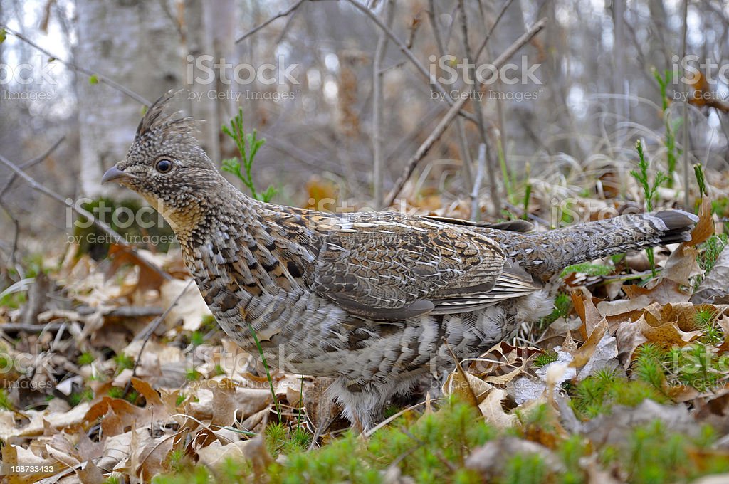 Detail Berburu Burung Belibis Nomer 30