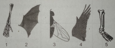 Detail Berdasarkan Gambar Di Atas Nomer 55