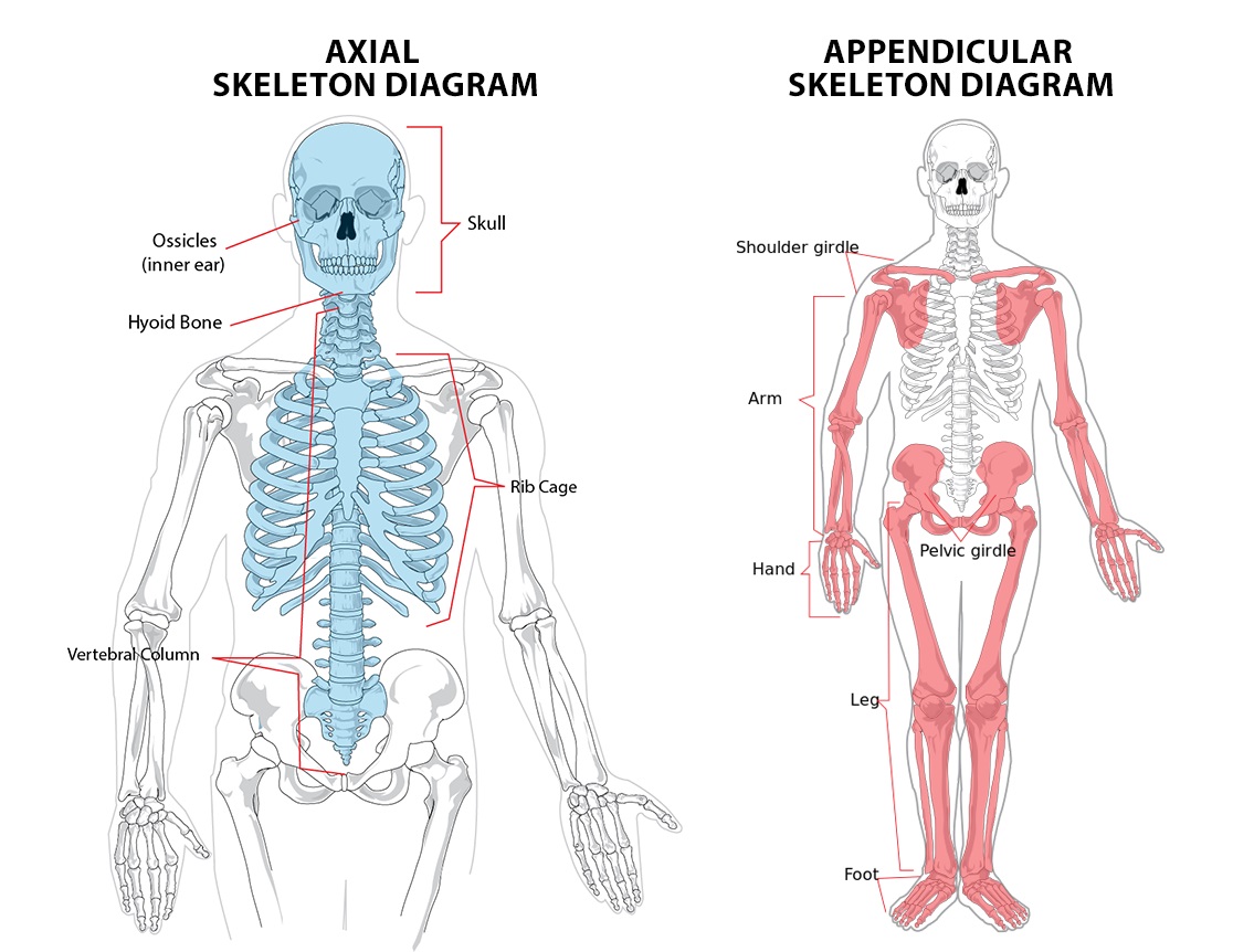 Detail Berikan Keterangan Gambar Rangka Berikut Nomer 36