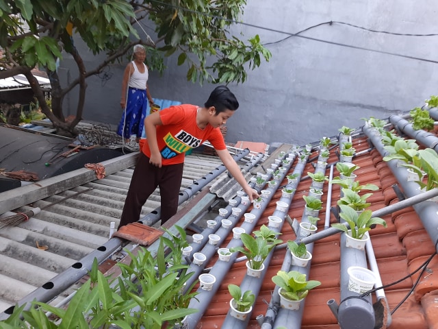 Detail Berkebun Di Atap Rumah Nomer 23