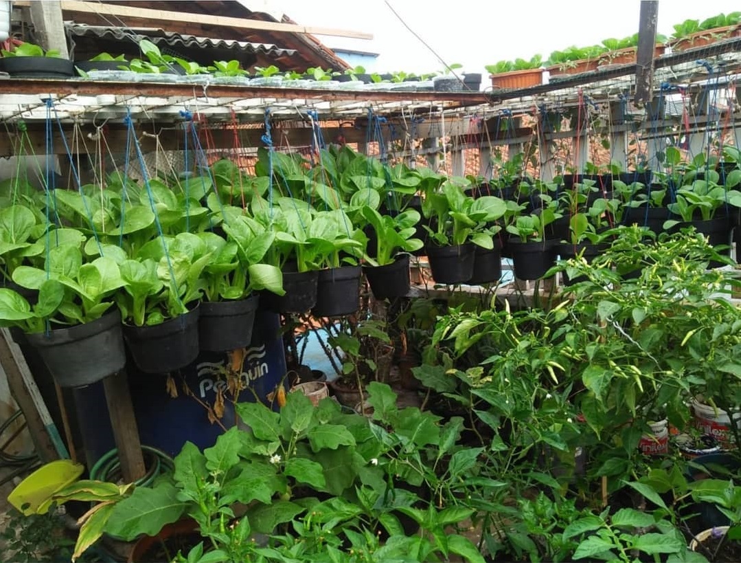 Detail Berkebun Di Atap Rumah Nomer 27