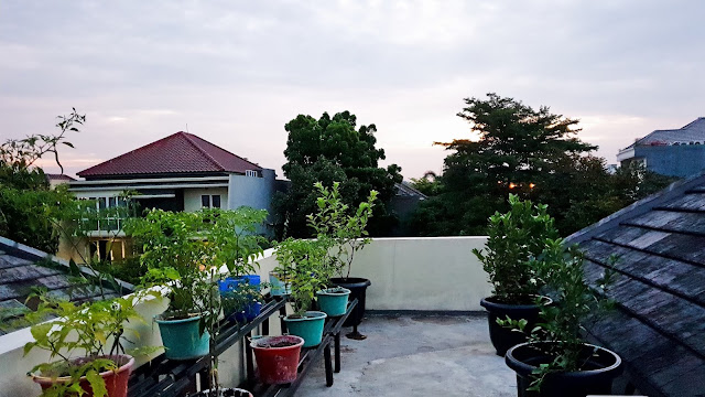 Detail Berkebun Di Atap Rumah Nomer 38