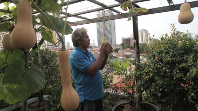 Detail Berkebun Di Atap Rumah Nomer 40