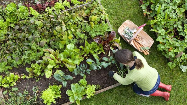 Detail Berkebun Di Belakang Rumah Nomer 2