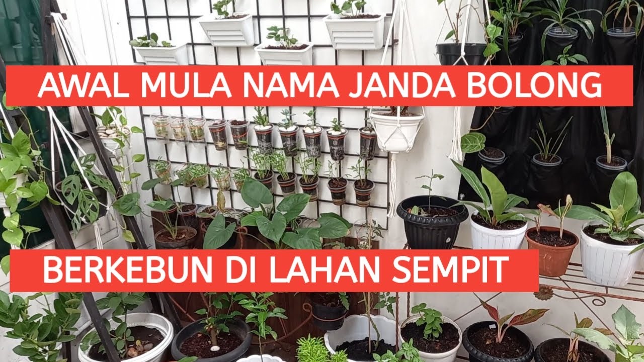 Detail Berkebun Di Belakang Rumah Nomer 17