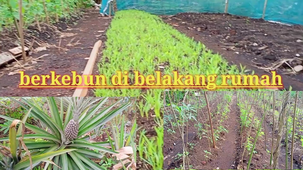 Detail Berkebun Di Belakang Rumah Nomer 55