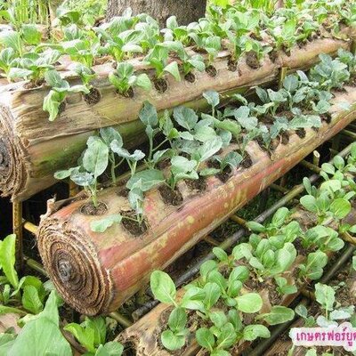 Detail Berkebun Di Halaman Rumah Nomer 34