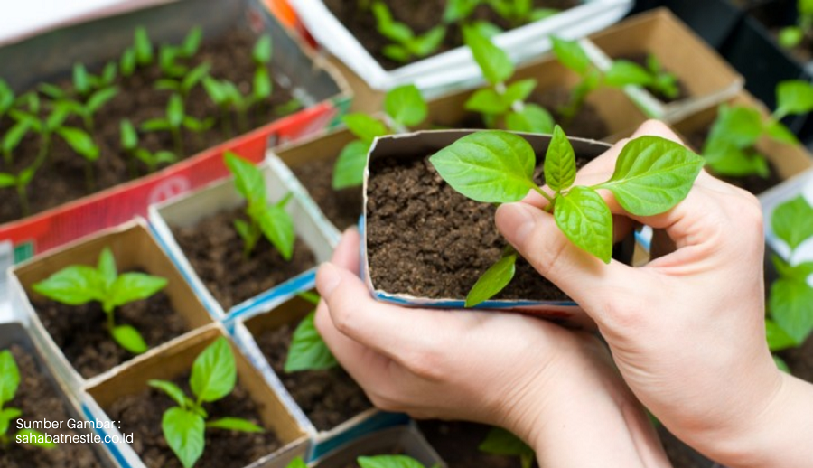 Detail Berkebun Di Pekarangan Rumah Nomer 13