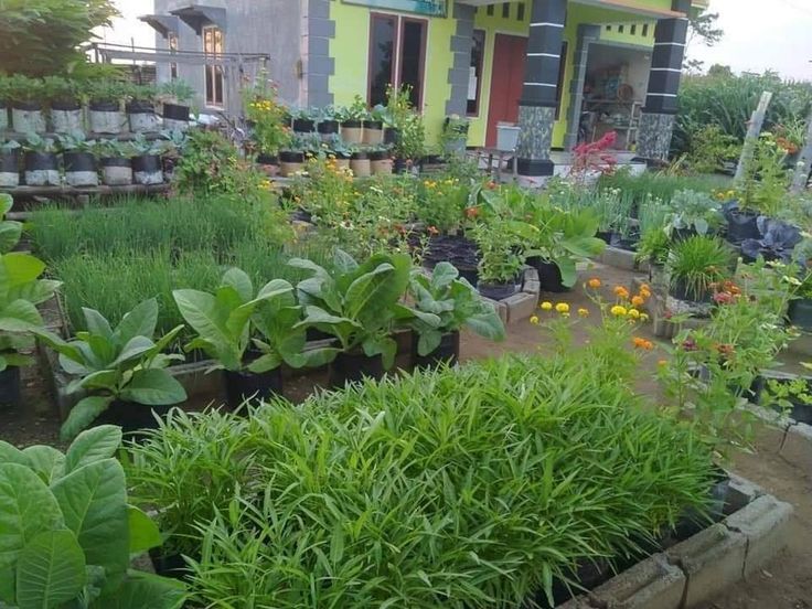 Detail Berkebun Di Pekarangan Rumah Nomer 15