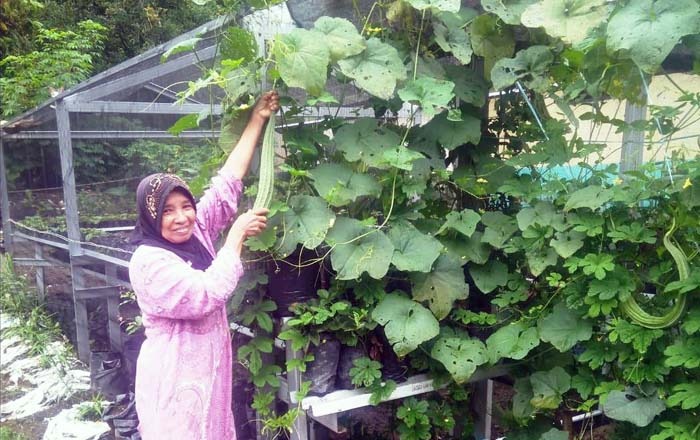 Detail Berkebun Di Pekarangan Rumah Nomer 17