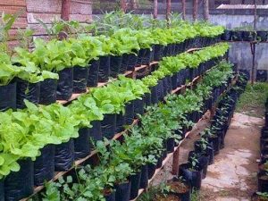 Detail Berkebun Di Pekarangan Rumah Nomer 38