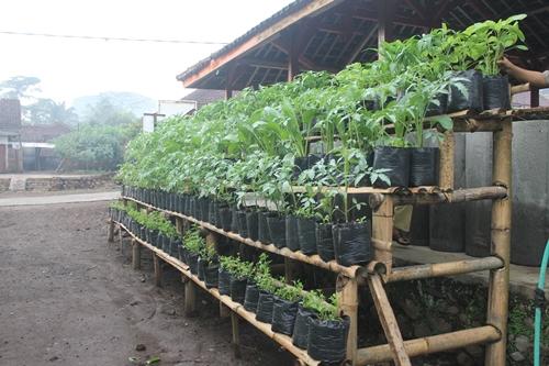 Detail Berkebun Di Pekarangan Rumah Nomer 42