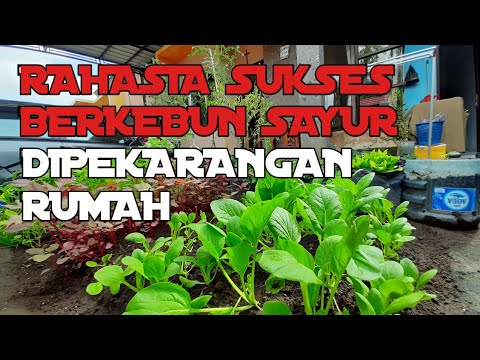 Detail Berkebun Di Pekarangan Rumah Nomer 44