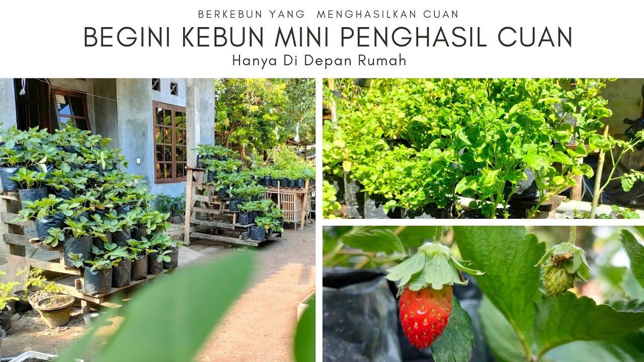 Detail Berkebun Di Rumah Yang Menghasilkan Nomer 13