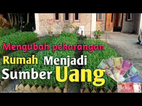 Detail Berkebun Di Rumah Yang Menghasilkan Nomer 17