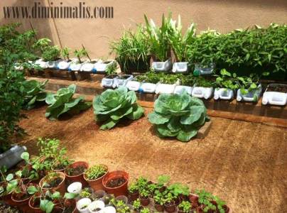 Detail Berkebun Sayuran Di Halaman Rumah Nomer 20