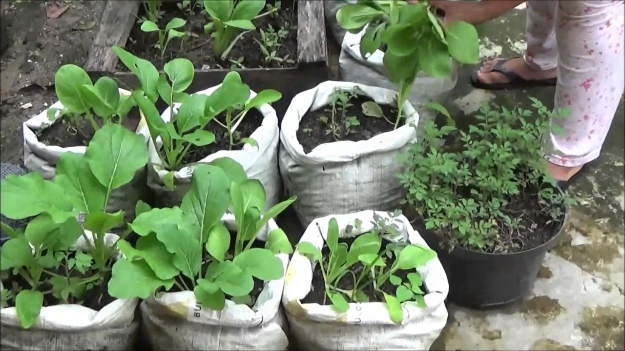 Detail Berkebun Sayuran Di Halaman Rumah Nomer 27