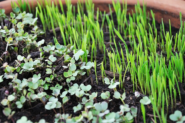 Detail Berkebun Sayuran Di Halaman Rumah Nomer 32