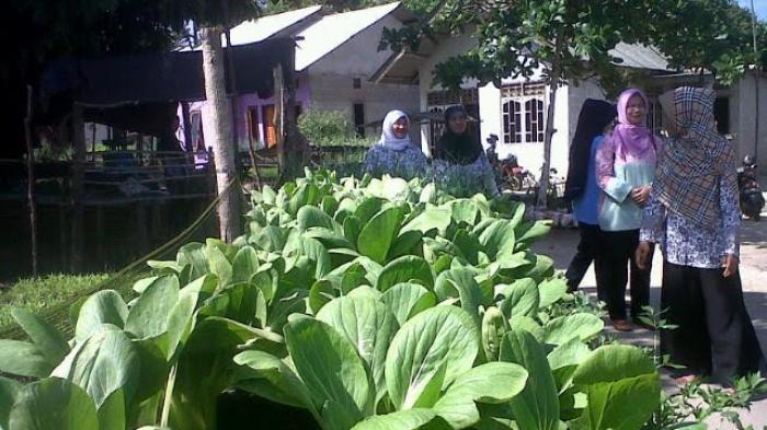 Detail Berkebun Sayuran Di Halaman Rumah Nomer 37