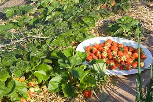 Detail Berkebun Strawberry Di Rumah Nomer 21