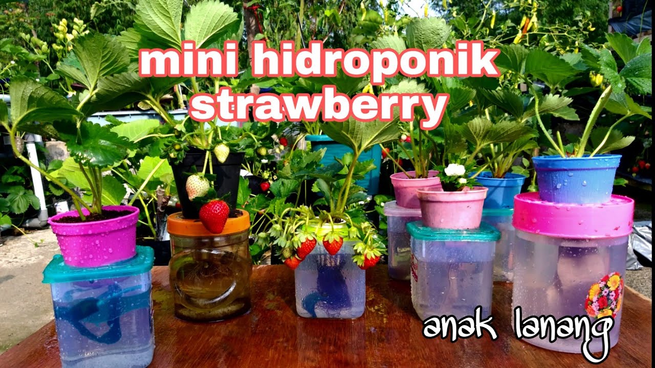 Detail Berkebun Strawberry Di Rumah Nomer 29