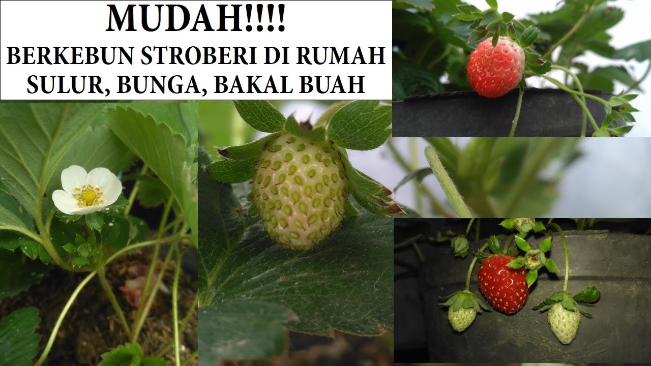 Detail Berkebun Strawberry Di Rumah Nomer 34