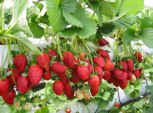 Detail Berkebun Strawberry Di Rumah Nomer 43