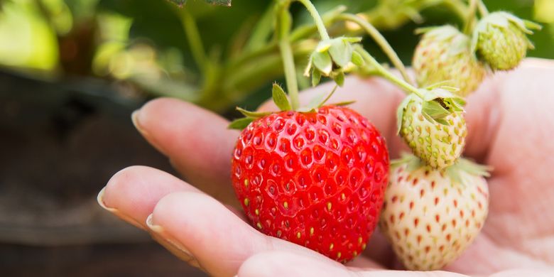 Detail Berkebun Strawberry Di Rumah Nomer 45