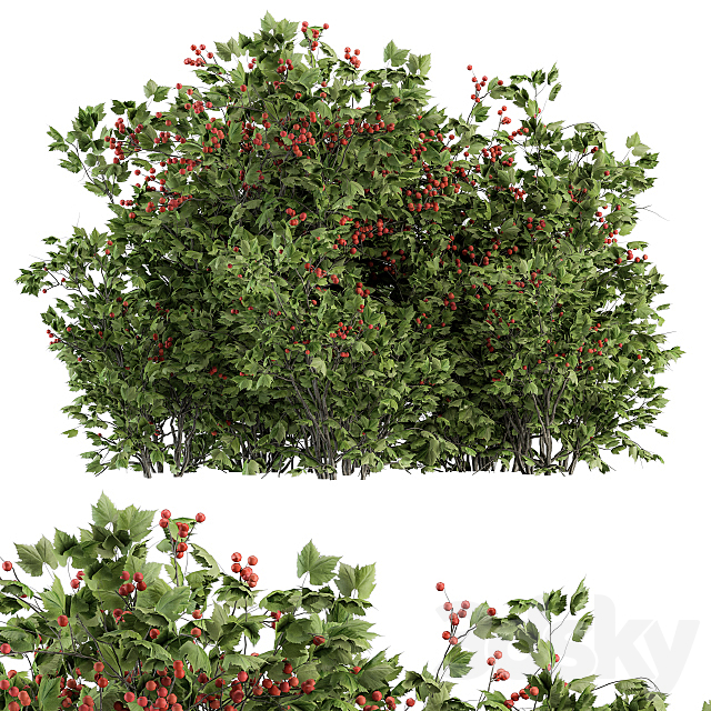 Detail Berry Bush Png Nomer 18