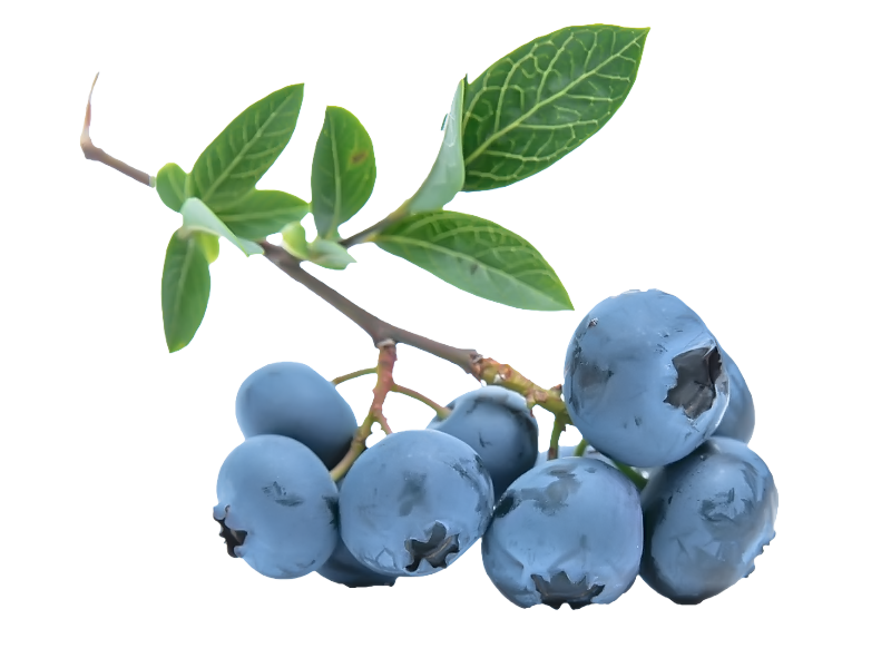 Detail Berry Bush Png Nomer 21