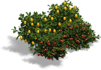 Detail Berry Bush Png Nomer 35