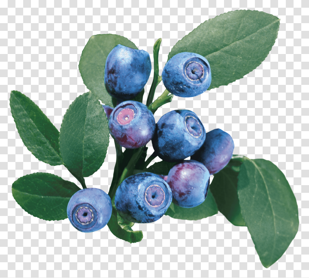 Detail Berry Bush Png Nomer 7