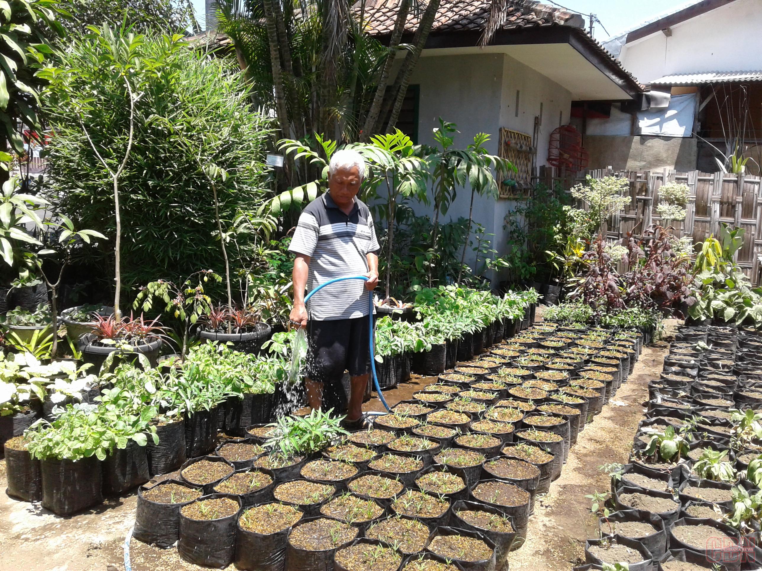 Detail Bertanam Sayuran Di Rumah Nomer 29