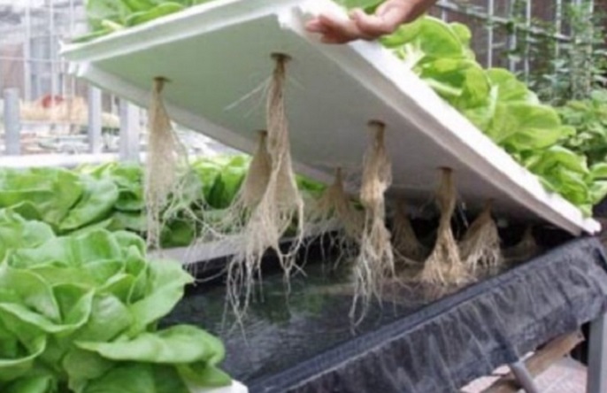 Detail Bertanam Sayuran Di Rumah Nomer 30