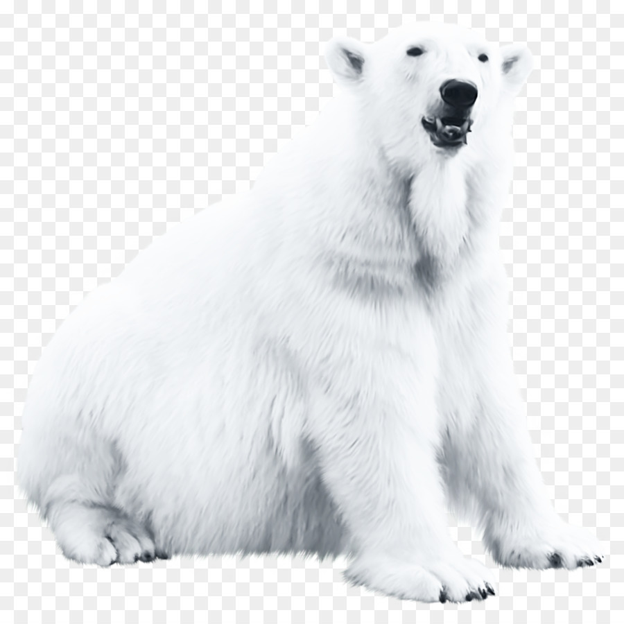 Detail Beruang Kutub Png Nomer 2