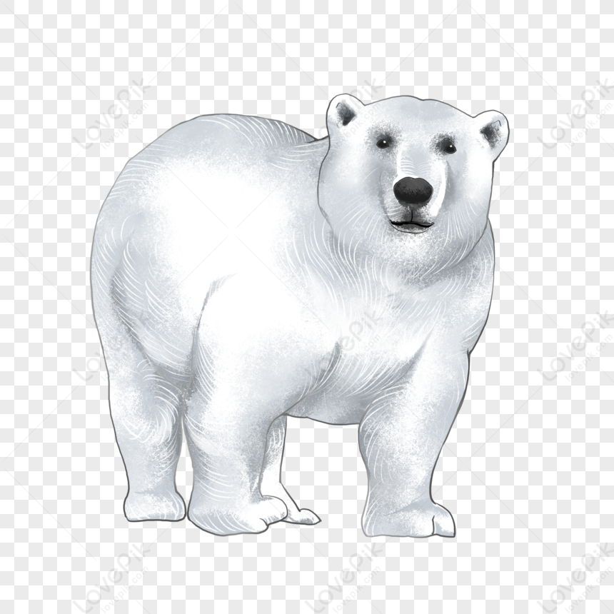 Detail Beruang Kutub Png Nomer 18