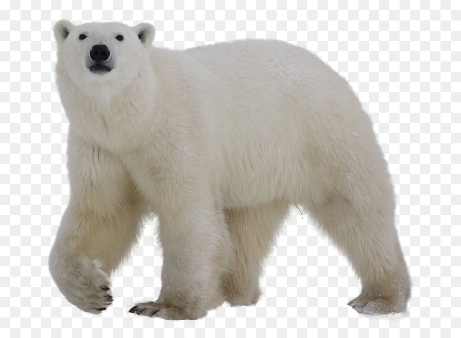 Detail Beruang Kutub Png Nomer 5