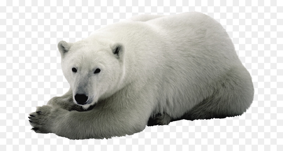 Detail Beruang Kutub Png Nomer 6