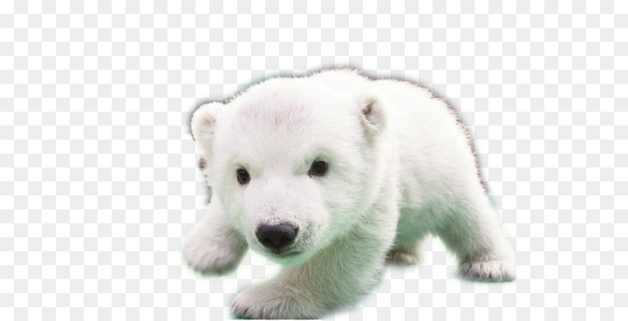 Detail Beruang Kutub Png Nomer 51