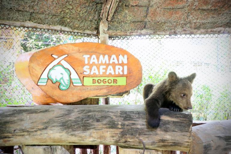 Detail Beruang Lucu Nomer 37