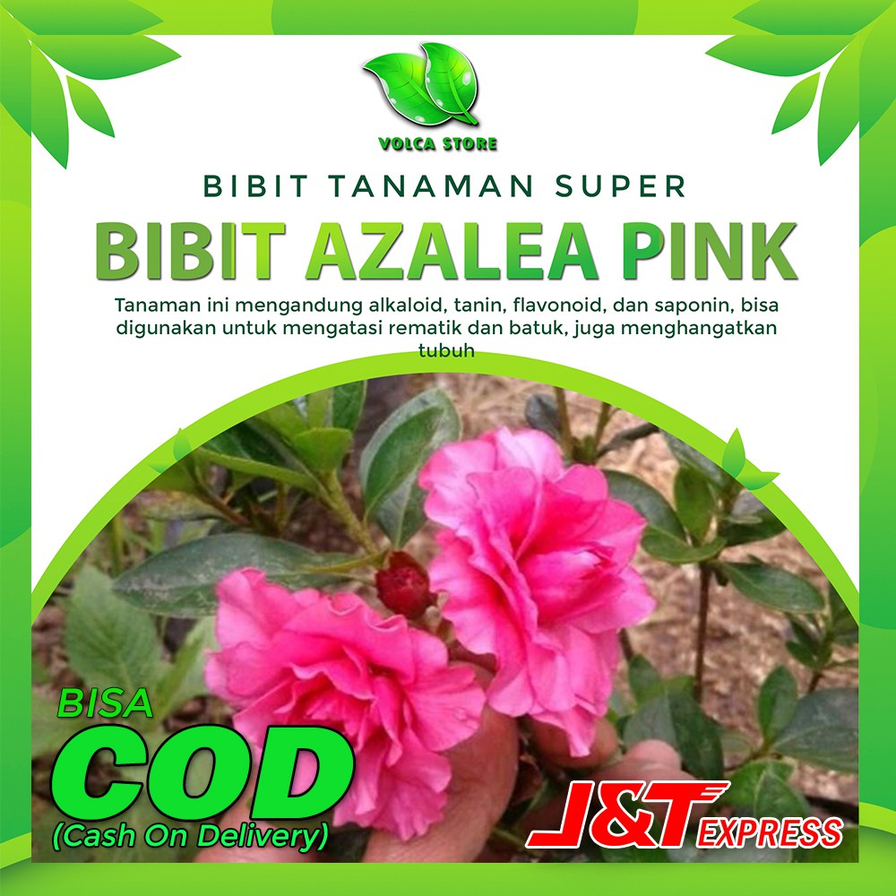 Detail Berwarna Merah Kuning Putih Pink Ungu Bunga Azalea Nomer 29