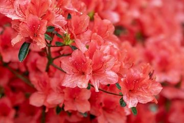 Detail Berwarna Merah Kuning Putih Pink Ungu Bunga Azalea Nomer 8
