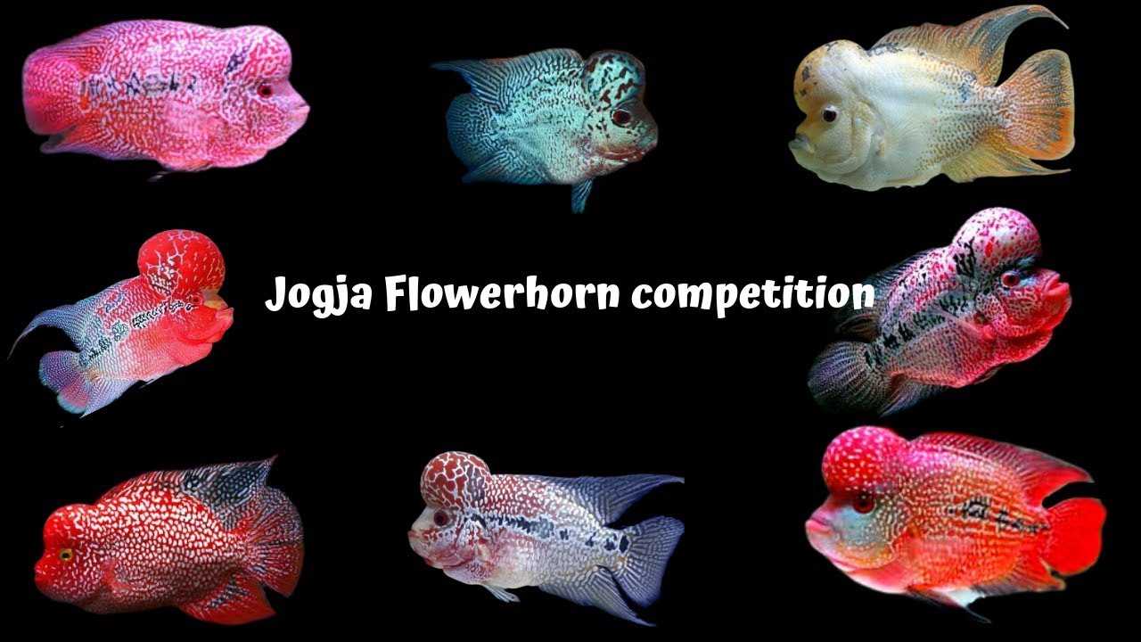 Detail Best Aquarium Jogja Nomer 27